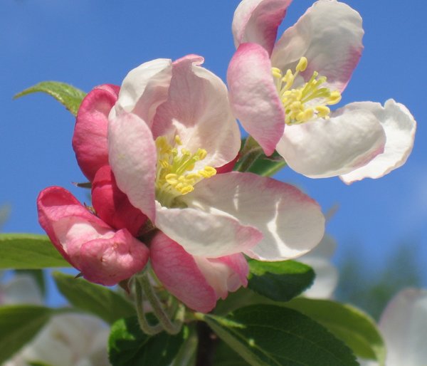 apple blossom: No description