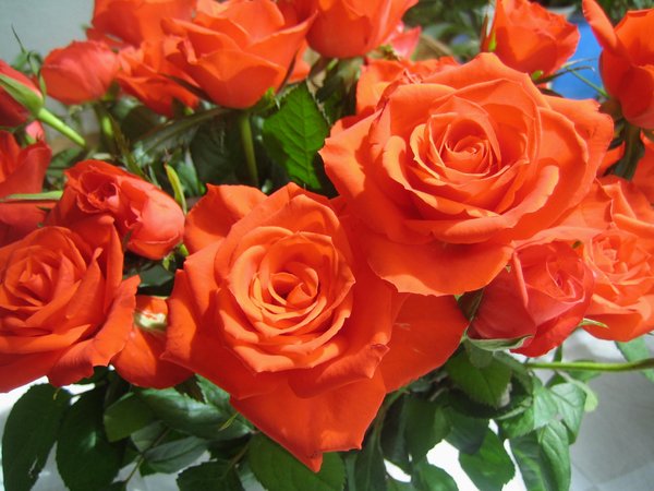Rosas Rojas: 