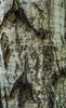 Birch textures: Birch bark