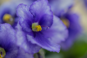 Viola: Edible Flower