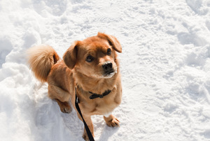 perro de la nieve: 