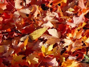 Autumn leaves background: colorful autumn leaves