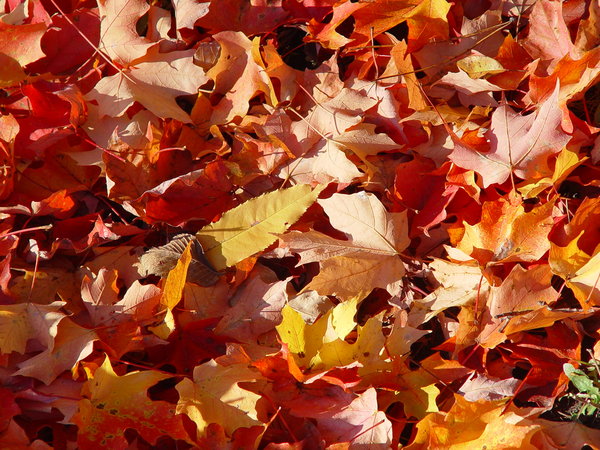 Autumn leaves background: colorful autumn leaves