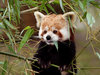 Red Panda: 