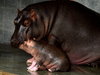 bebé hipopótamo: 
