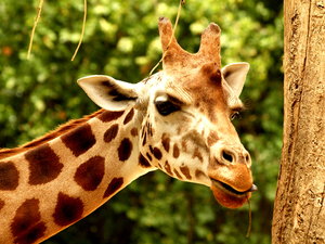Giraffe: More giraffes at Zoo Antwerp.