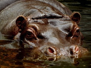 duży hipopotam: 