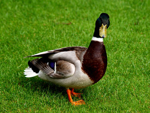 Duck: Just a male duck.