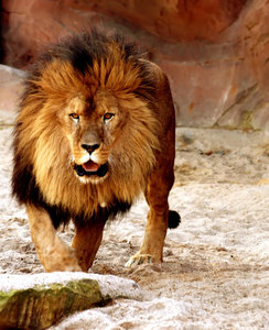 Lion: Male Lion at Zoo Antwerp. 

Update: Recently died.