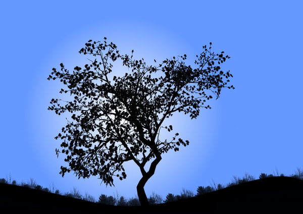 Tree silhouette: Tree silhouette