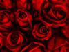 Red Roses: http://www.sensationalscr ..