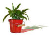Potted plants: Camera: Finepix F30--------------------