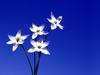 Flowers: http://www.apublicflower. ..