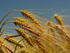 Wheat: 