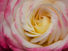Rose: 