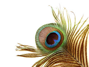 Het oog van een pauw: 
