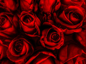 Red Roses: http://www.sensationalscr ..