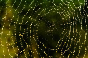 Spinneweb: 