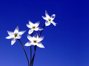 Flowers: http://www.apublicflower. ..