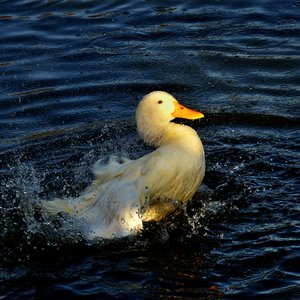 Duck: no description