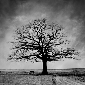 árbol solitario: 