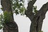 Texas Squirrels: Family of squirrels playing in old chinese tallow tree.