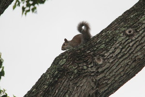 Squirrels Up a Texas Tree: One of 5 young squirrels being reared in a Texas tree.