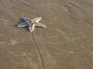 estrellas de mar 1: 