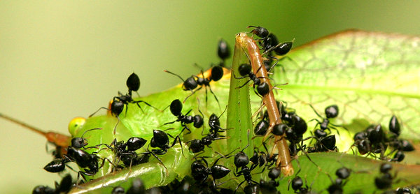 insects: All of my non human subject photos are unrestricted so you do not need to contact me for permission. If you are planning on using a photo with people, please contact me in advance. Please mind that I will not allow them to be used for any religious purpos
