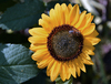 Summer bee: Shaggy old bee on sunflower