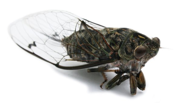 Cicada 2: No description