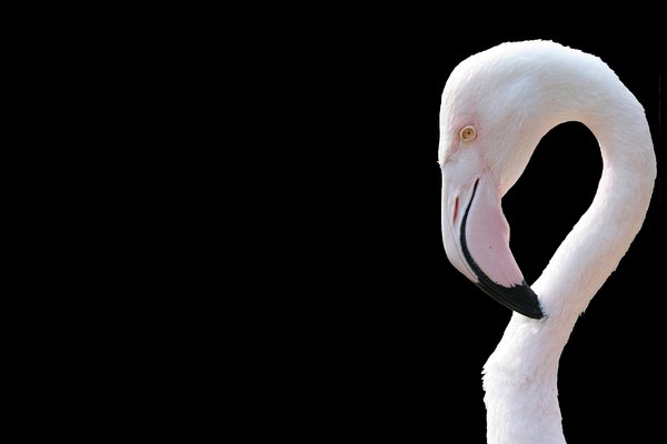 Flamingo: No description
