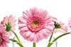 Flowers: visit http://www.vierdrie.nl