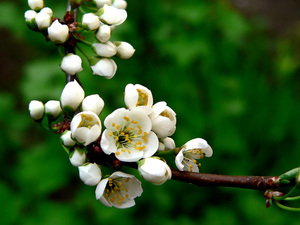 plum blossom: plum blossom in my mother's garden