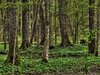 Forest - Bialowieza: No description