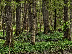 Forest - Bialowieza: No description