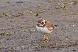 Snowy Plover: Bird standing on a beach