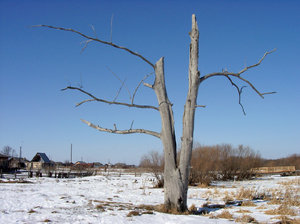 Master Poplar: Old dried poplar, reminding deer horns. Western Siberia, Russia.
