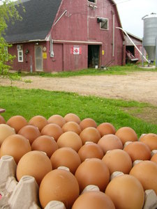 Farm Fresh Eggs: 