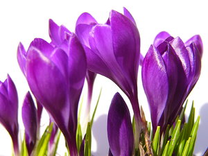 Crocus on white1: First signs of spring