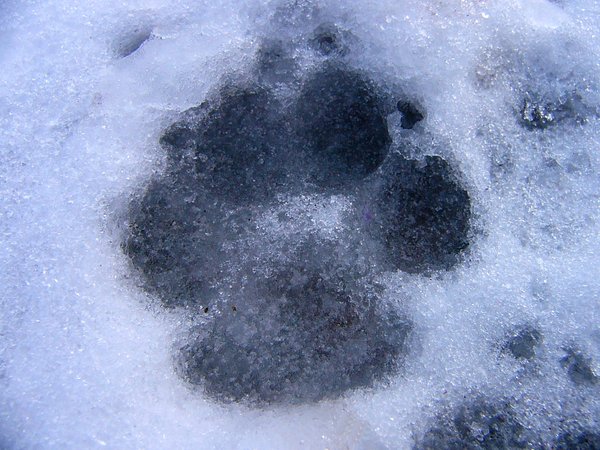 Hond-gegaan winter!: 
