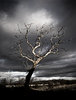Dead Tree: Spooky dead tree against stormy sky, Glasson Dock, UK.