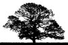 Oak Silhouette: Oak tree silhouette.  Vectorised photograph.