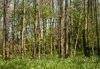 Birch and Meadow: Stand of trees and wildflower meadow in spring.  Image shot near Scorton, Lancashire.