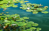 Water Lilies: Water lilies.