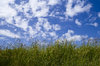 Grass and Sky: Green grass against a blue sky full of fluffy white clouds.