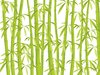 Bamboo: Bamboo illustration.