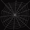 Spider's Web: 