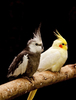 Cockatiels: Two isolated cockatiels on a perch.