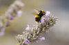 Bee and Lavender: A bee on lavender.